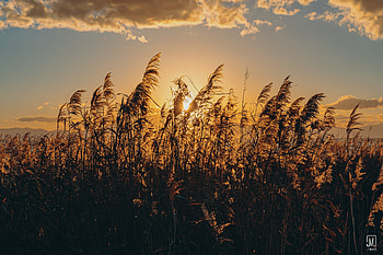 Nature, Grass, Sun, Dry, Ear HD wallpaper