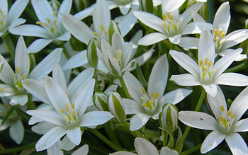 Plants, Flowers, Lilies HD wallpaper