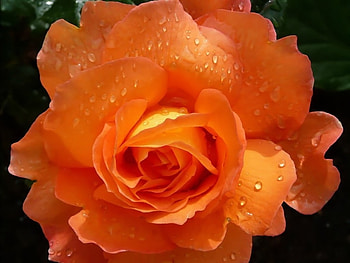 ROSE, COLOR, PETALS, FLOWER, NATURE HD wallpaper