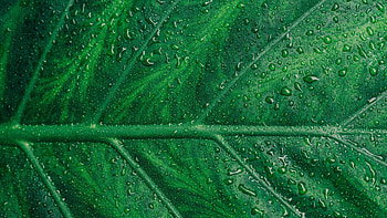 Water droplets, Leaf, U HD wallpaper