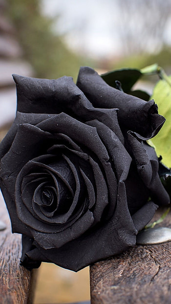 Black Rose, Black, Flowers HD phone wallpaper