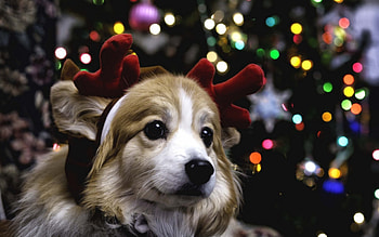 Adorable ReinDog, puppy, abstract, graphy, christmas, christmas lights, reindeer ears HD wallpaper
