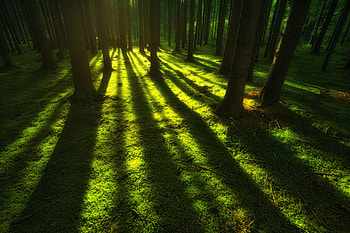 Forest Trees Sunbeam, forest, trees, sunbeam, nature HD wallpaper