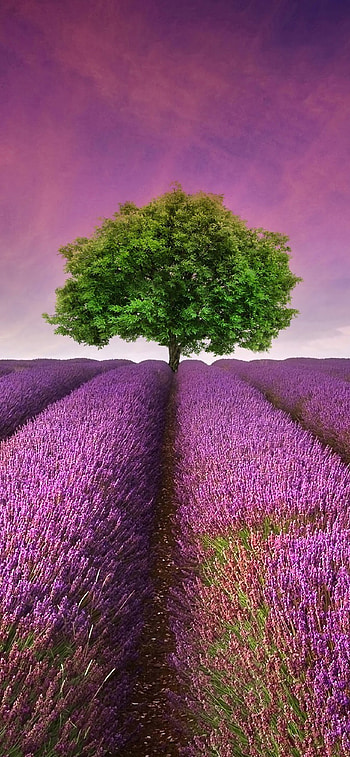 Lavender beauty, Nature's scenery, Horizon landscape, Tree in focus HD phone wallpaper