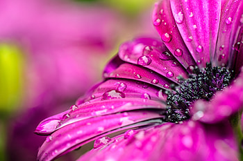 Flowers, Violet, Drops, Petals, Purple, Dew HD wallpaper
