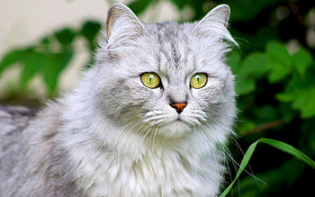 Animals, Cats HD wallpaper