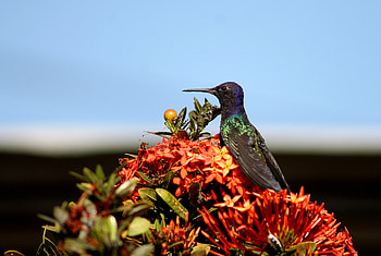 Animals, Flowers, Humming-Birds, Bird HD wallpaper
