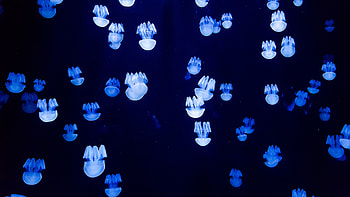 Small blue jellyfishes, underwater HD wallpaper