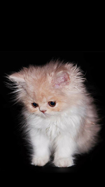 Persian Cat, Galaxy cat , Mesmerizing backgrounds, Cosmic beauty HD phone wallpaper