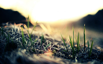 Grass, Macro, Shine, Light, Greens HD wallpaper