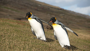 Animals, Pinguins, Grass, Mountain, Wings, Slope HD wallpaper