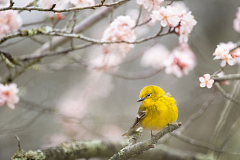 Pine Warbler, pine-warbler, birds, winter, nature HD wallpaper