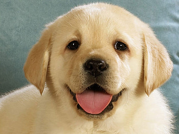 Dog, sweet, pay, dogs, puppies, cute, beautiful, beauty, playful, playful dog, puppy, dog face, pretty, animals, face, bubbles, lovely HD wallpaper