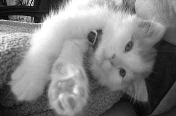 so sleepy, baby, kitten, cute, furry HD wallpaper