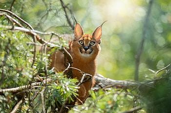 Caracal, Face, Light, Needles HD wallpaper