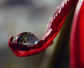 life is water, water bable, flower HD wallpaper