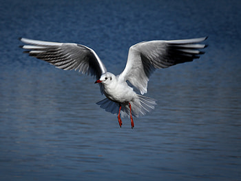 Flight, wings, seagird, white, seagull HD wallpaper