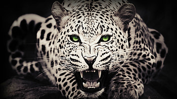 Snow Leopard HD wallpaper