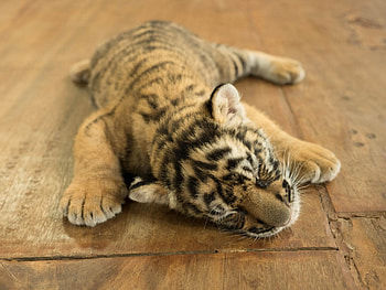 Tiger, kitten, kitty, cats, cute, cat, beautiful, paws, sleeping, cat face, pretty, animals, face, lovely, hat HD wallpaper