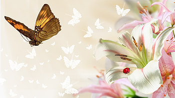 Lilies So Fair, ladybug, firefox persona, spring, lady bug, summer, butterflies, butterfly, flowers, lilies HD wallpaper