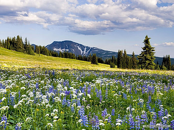beautiful greenscapes, color, landscape, clouds, trees, sky, nature, flowers, mountain HD wallpaper