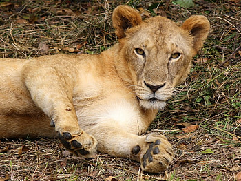 Hah, I'm Trying to Sleep Here, cat, protective, lioness, female HD wallpaper