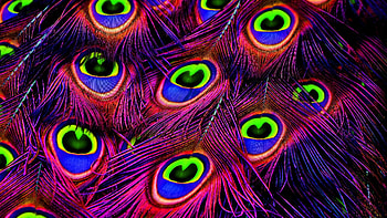 graphy peacock feather, , KDE store, Beauty HD wallpaper