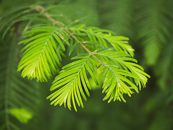 Leaves, Cypress Tree HD wallpaper