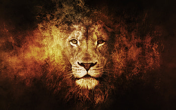 Lion , High-quality visuals, Stunning ry, Captivating presence HD wallpaper
