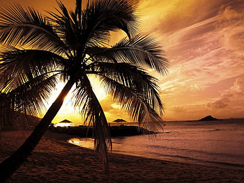 Sunset Beach, gorgeous, palm tree, sunset, beach HD wallpaper