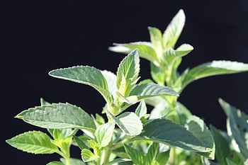 Japanische Minze, Grtnerei Friderich, Herbal plant, Aromatic leaves HD wallpaper