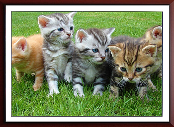 CUTE KITTIES, NATURE, KITTIES, CUTE HD wallpaper