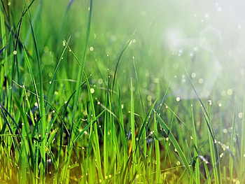 Plants, Grass HD wallpaper