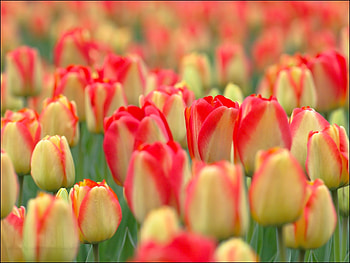 Nature, Flowers, Tulips, Field HD wallpaper