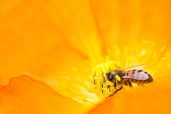 A detailed macro shot of a bee pollinating a bright orange flower, showcasing nature's beauty. HD wallpaper