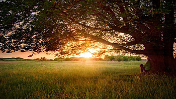 Nature, Sunset, Wood, Tree, Crown, Krone, Branches, Branch, Field, Evening, Human, Person, Scattered, Dreams, Reverie, Spreading HD wallpaper