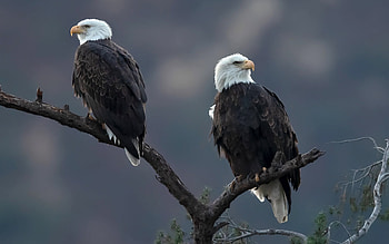 Bald Eagles, animal, bird, eagle HD wallpaper