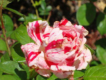 Candy Cane Rose, sentimental, rose, candy cane, florida HD wallpaper