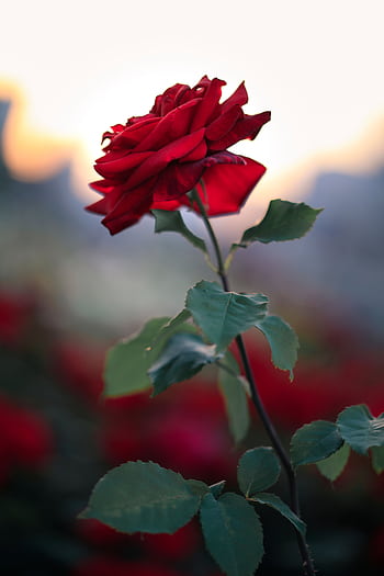 Beautiful close-up of a delicate red rose with green leaves against a soft blurred background, showcasing its natural elegance. HD phone wallpaper
