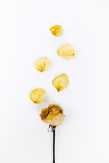 Flower, Rose Flower, Rose, Petals, Minimalism, Dry HD phone wallpaper