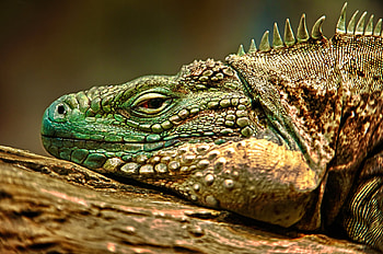 Animals, To Lie Down, Lie, Muzzle, Color, Reptile, Iguana HD wallpaper
