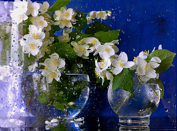 In drops, composition, still life, plants, nature, flowers, flora HD wallpaper