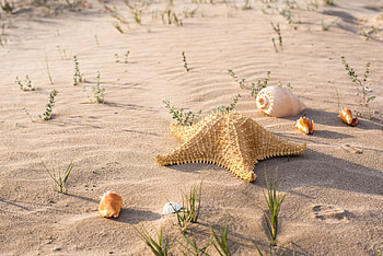 Shells & Starfish on the Sand, Sand, Nature, Beaches, Shells, Starfish HD wallpaper