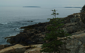 The Lonely Pine, pine tree, acadia, coast, atlantic, maine, ocean, mountain HD wallpaper