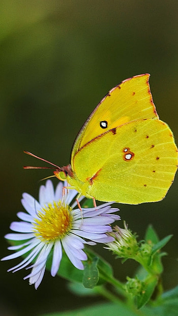 Yellow Butterfly, Wonderful Aesthetic HD phone wallpaper
