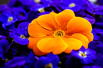 Flower, nature, graphy, macro HD wallpaper