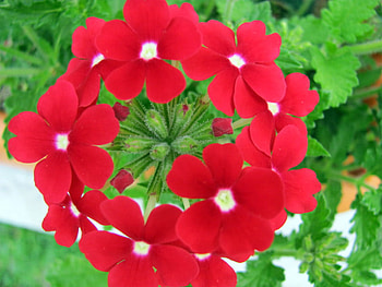 Circle of Flowers, circle, flowers, bloom, red HD wallpaper