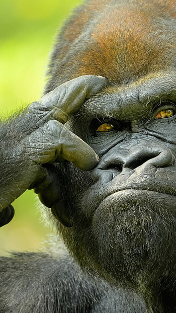 Playful ape antics, Curious orangutan face, Jungle hideaway, Wildlife graphy HD phone wallpaper