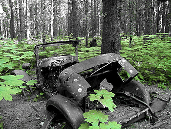 New life for old, abandoned, bandw, forest, car HD wallpaper