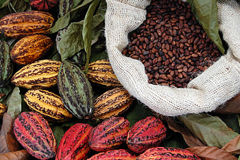 Cocoa sector, Ghana and Cte d'Ivoire, Kit Royal, Tropical institute HD wallpaper